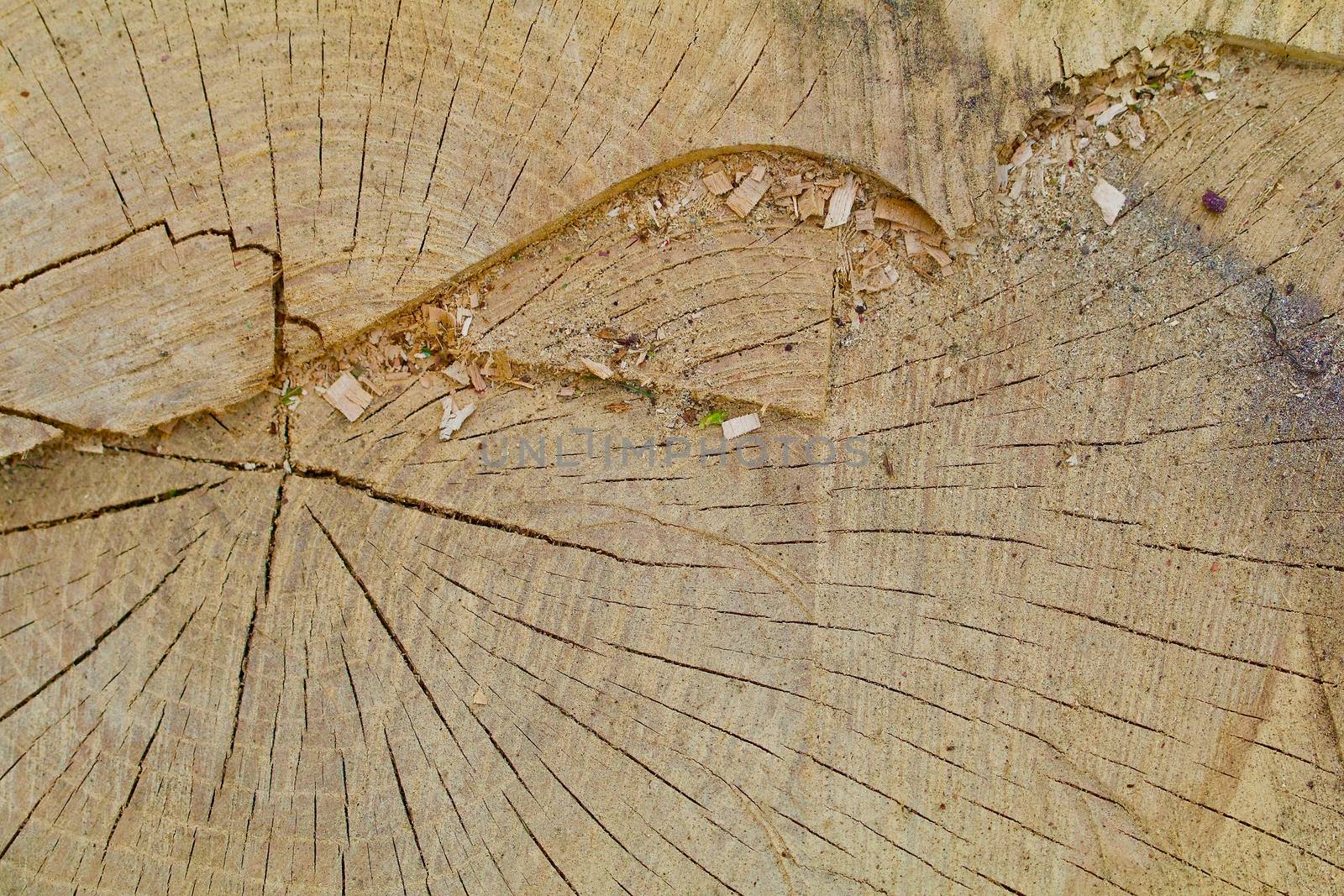 A cut tree cross section showing cracks and saw dust closeup shows.