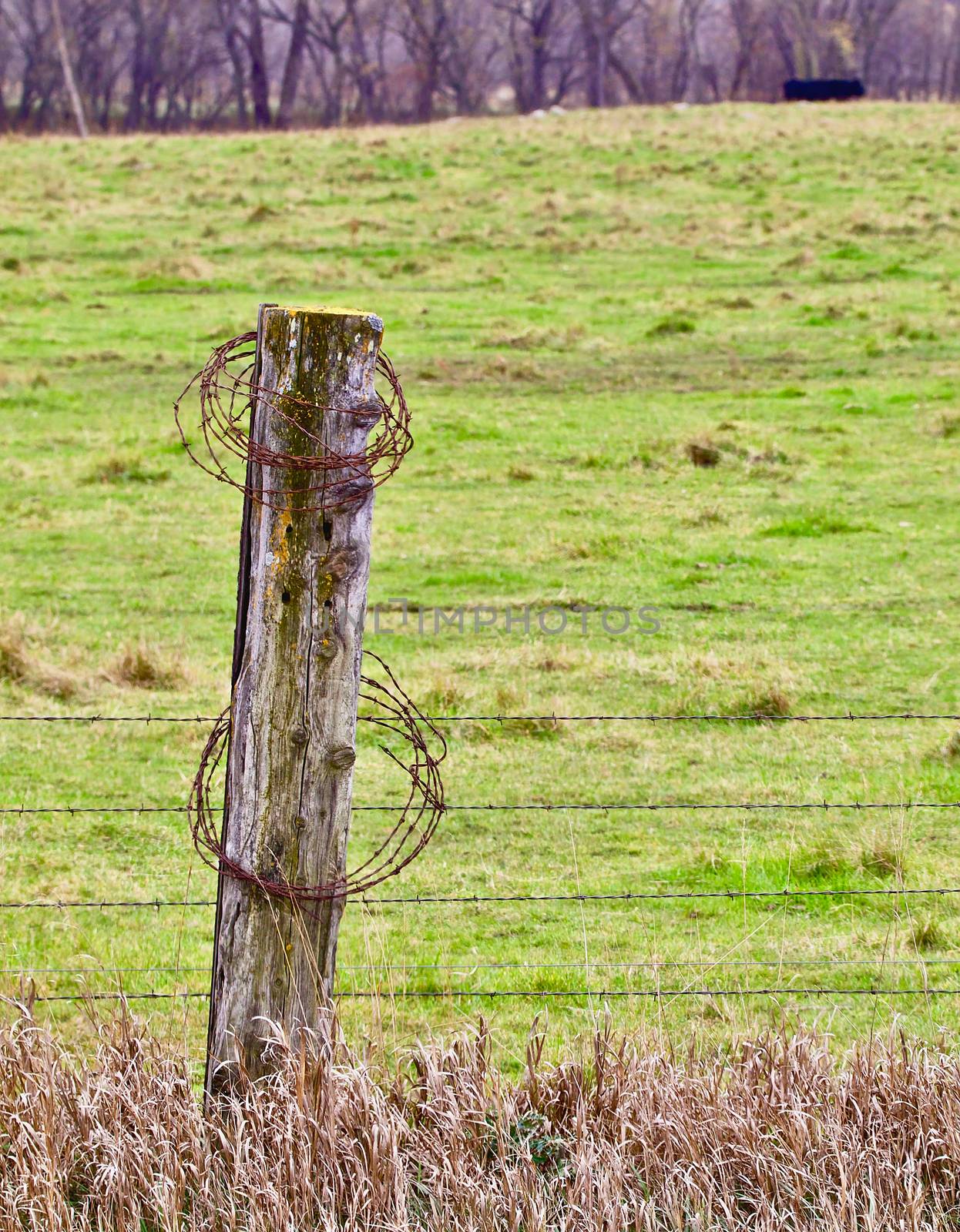 Rusty coils of barbed wire hang on a weathered wood post against a bright green grassy field.