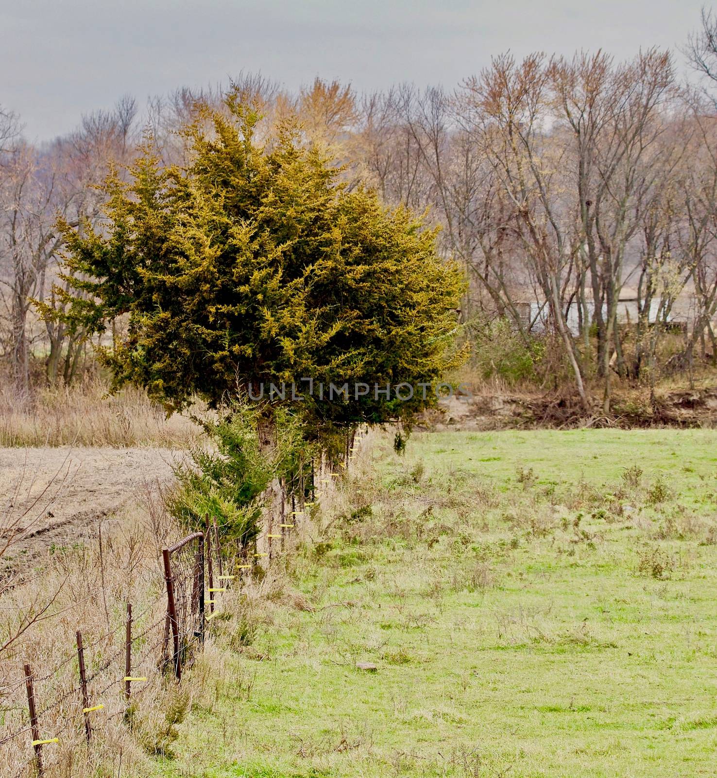 A pasture fence line recedes into the distance beside a green pasture.