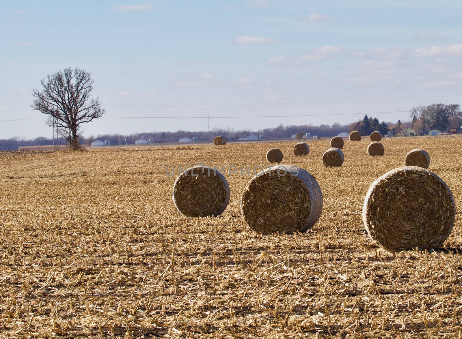 Round bales of corn stalks appear into the distance in the harvested field.