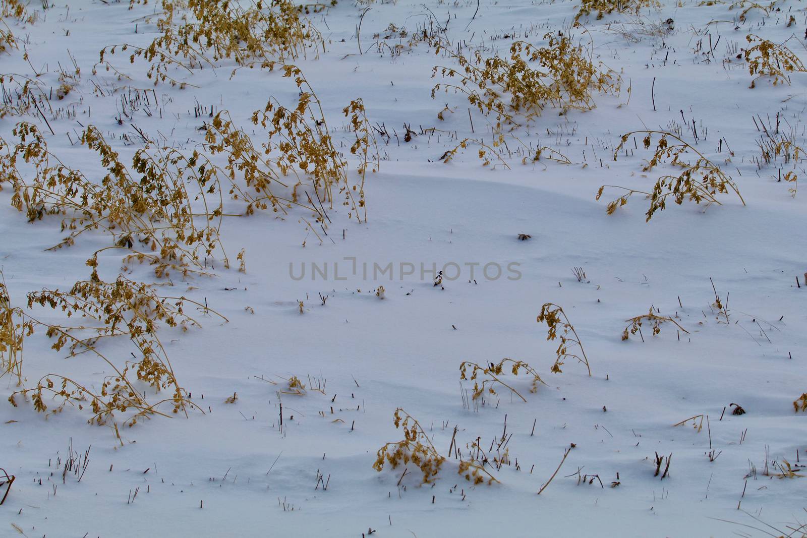 After the blizzared the snow shows drifts through the prairies grass.