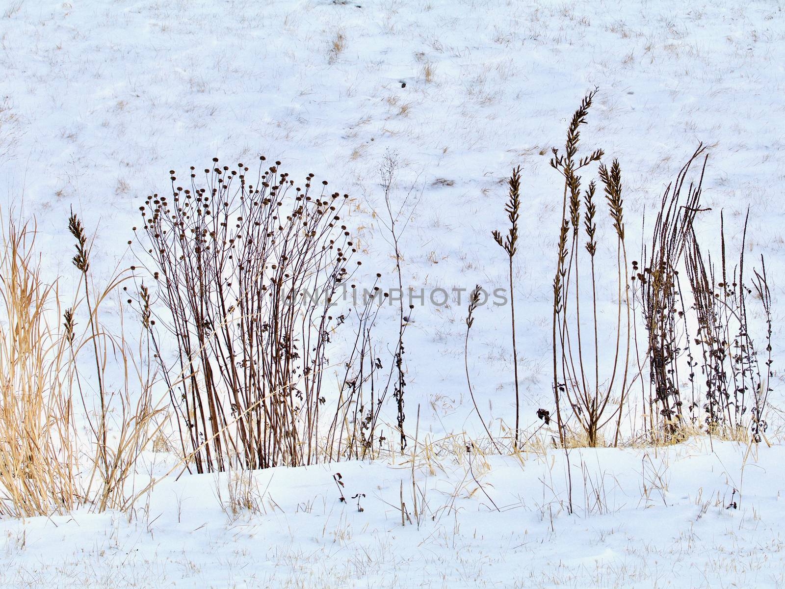 Dried brown plants of the prairie show in sillhouette against the fresh white snow.