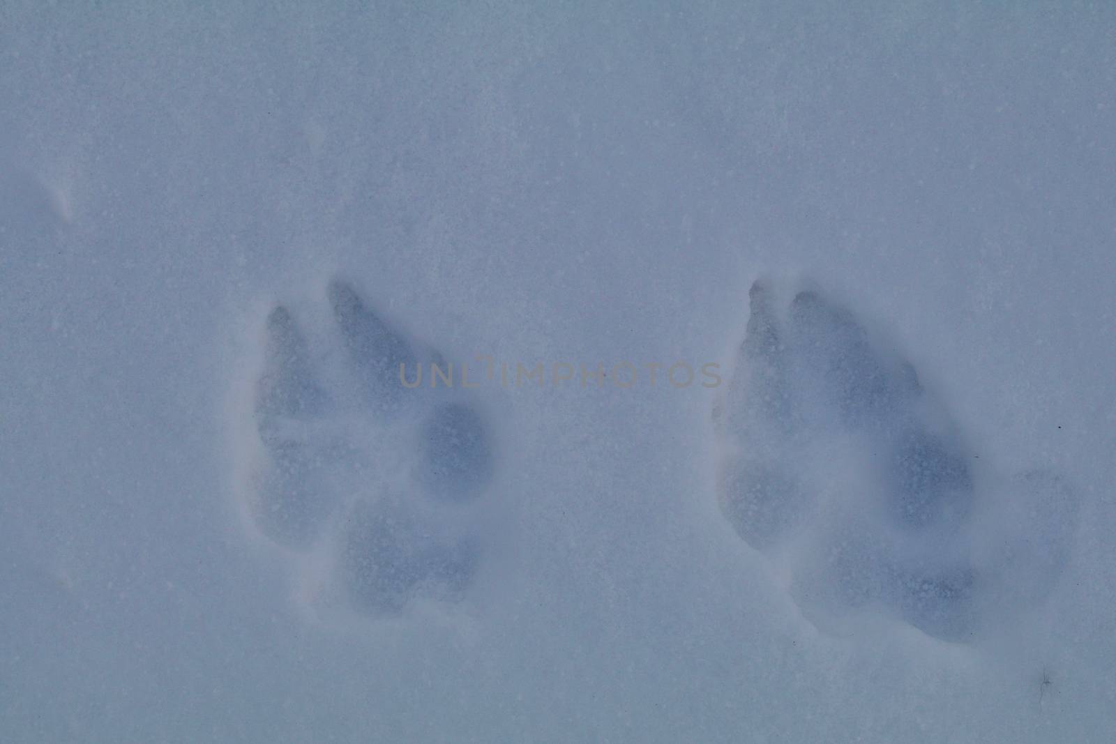 A pair of dog tracks show in the cold blue snow.