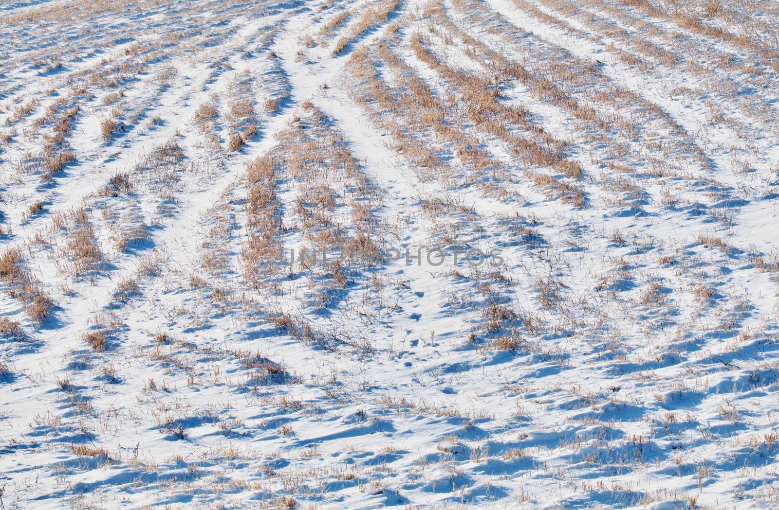 Curving tracks show in the snowy field