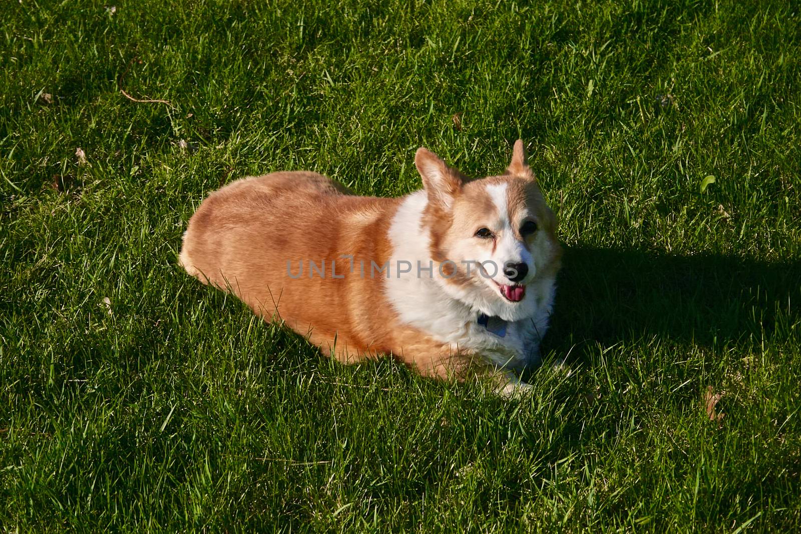 Pembrook Welsth Corgi lays in the green grass in the bright sun.
