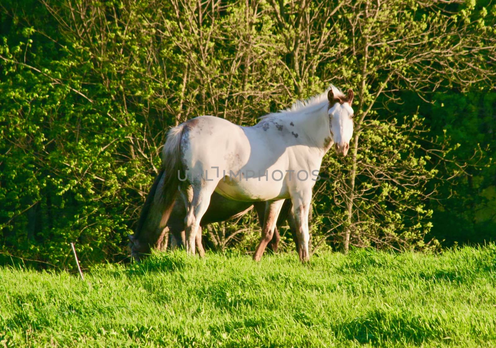 A white appaloosa horse stands in a green grassy field.