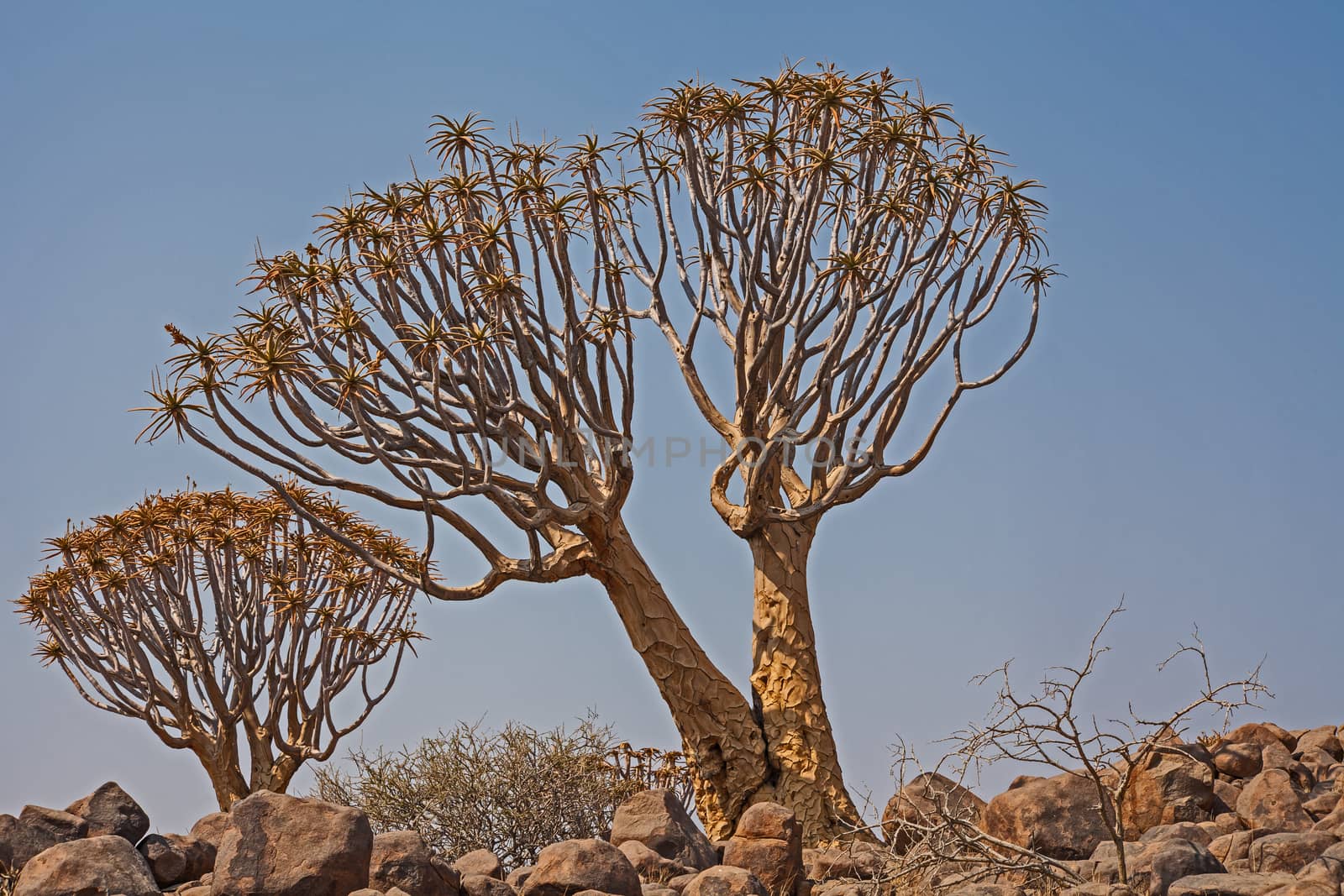 Aloidendron dichotomum, formerly Aloe dichotoma, the quiver tree or kokerboom, is a tall, branching species of succulent plant, indigenous to Southern Africa, specifically in the Northern Cape region of South Africa, and parts of Southern Namibia.