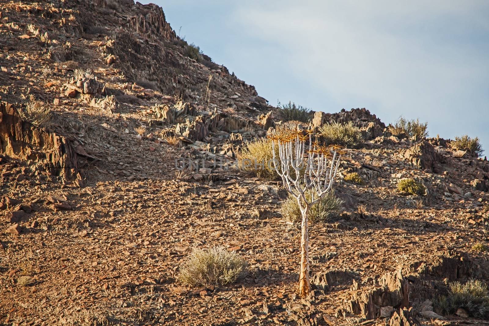 The endangered Giant Quiver tree Aloidendron pillansii photographed in the Richtersveld National Park South Africa.