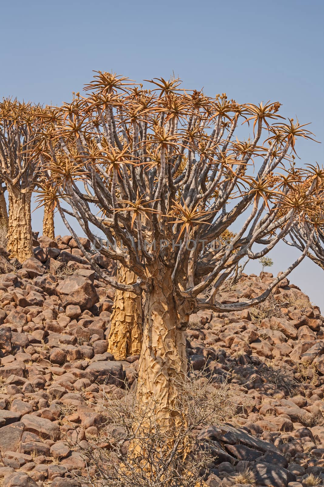 Aloidendron dichotomum, the Quiver Tree. in Soutern Namibia 2 by kobus_peche