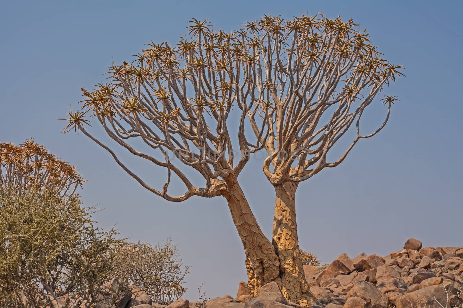 Aloidendron dichotomum, formerly Aloe dichotoma, the quiver tree or kokerboom, is a tall, branching species of succulent plant, indigenous to Southern Africa, specifically in the Northern Cape region of South Africa, and parts of Southern Namibia.