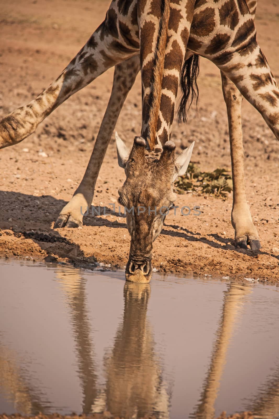 Desert Giraffe at waterhole 2 by kobus_peche