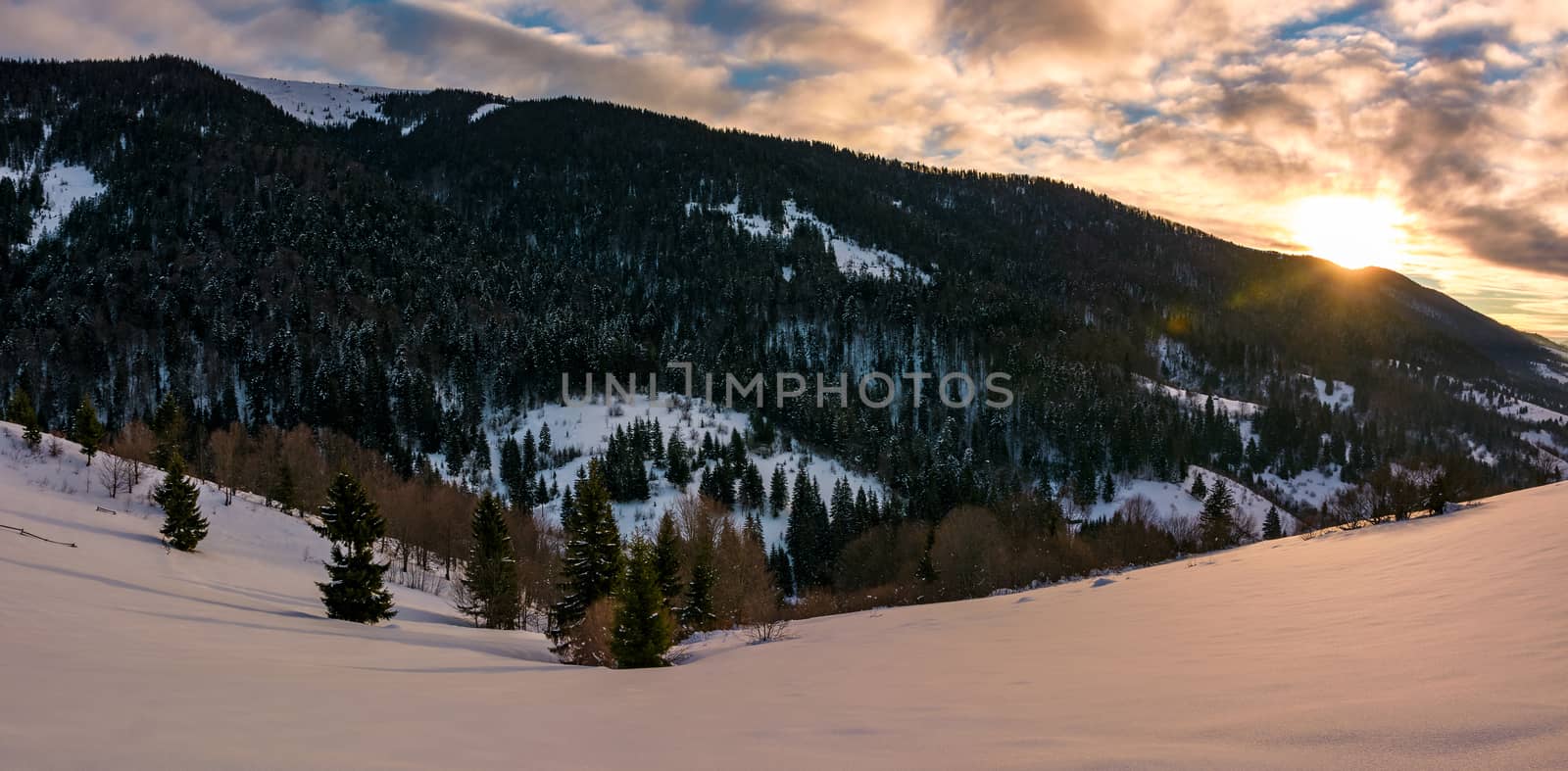 winter panorama in mountains at sunrise. forested hills of mountain ridge and some trees on snowy slopes