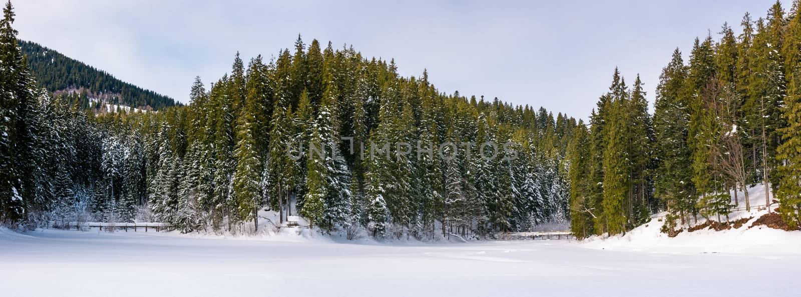 panorama of coniferous forest in winter. beautiful scenery of Synevyr National Park, Ukraine
