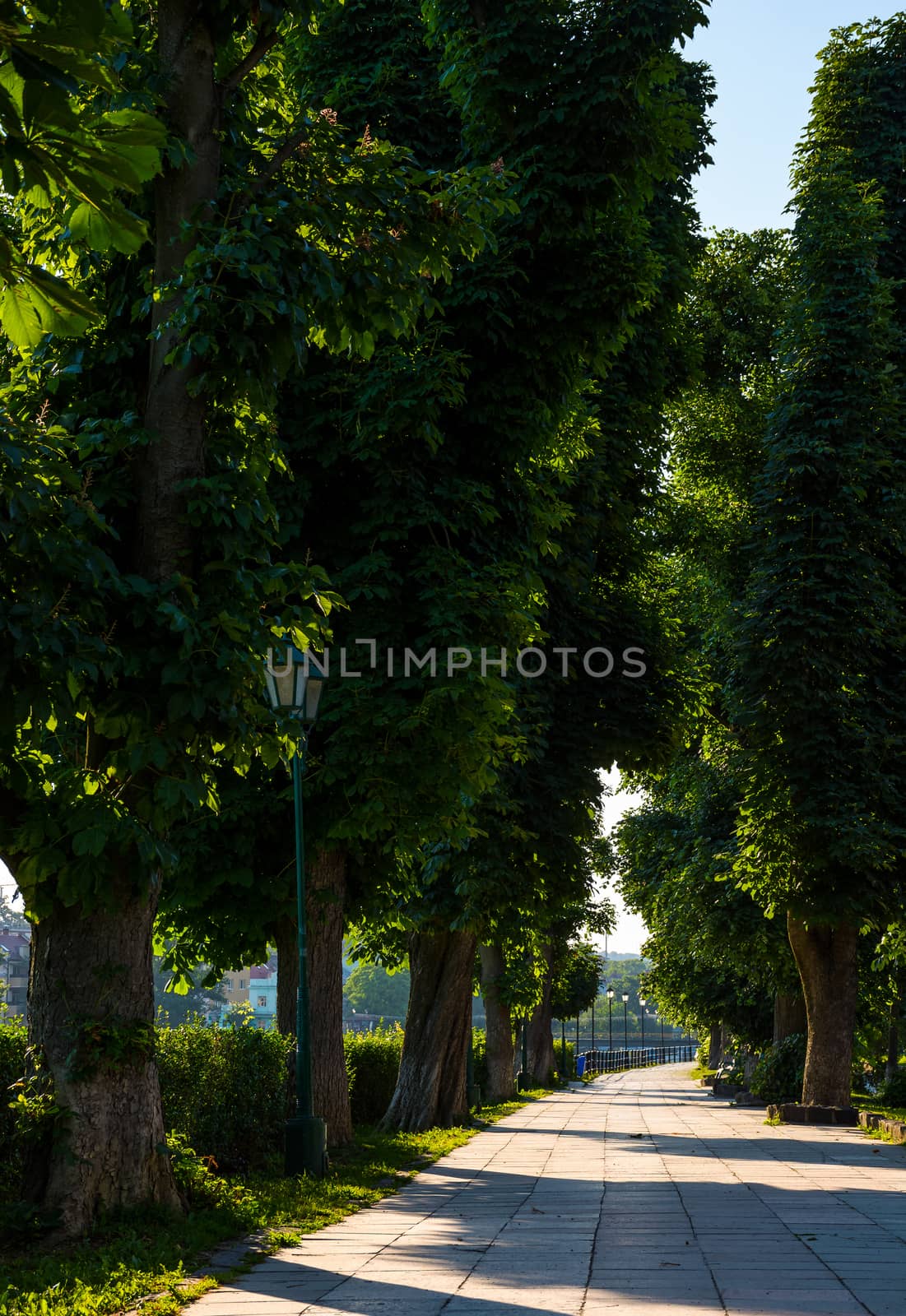 beautiful chestnut alley in summer. lantern among the tall trees on the Kyiv embankment of Uzhgorod town, Ukraine
