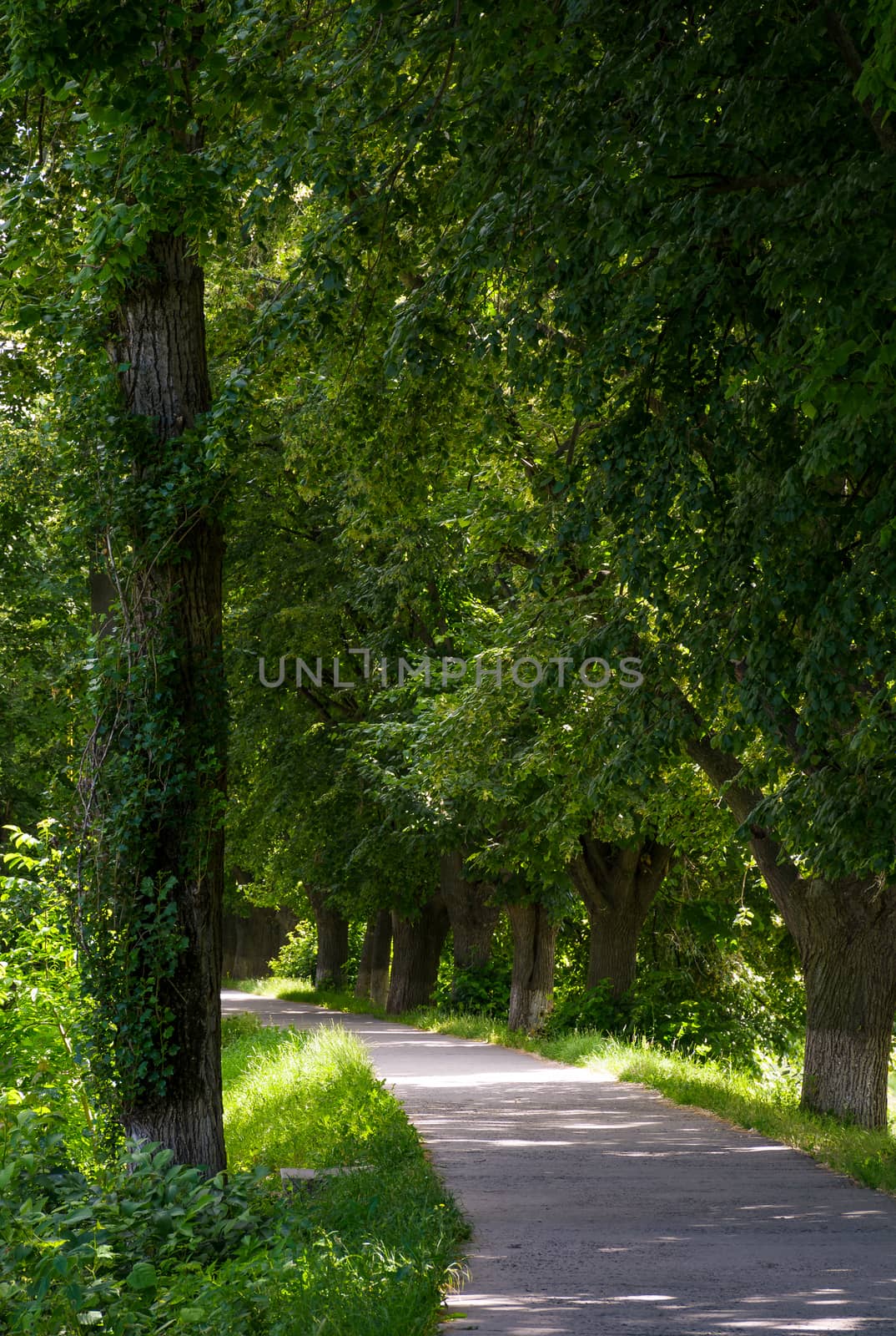 path under the trees by Pellinni