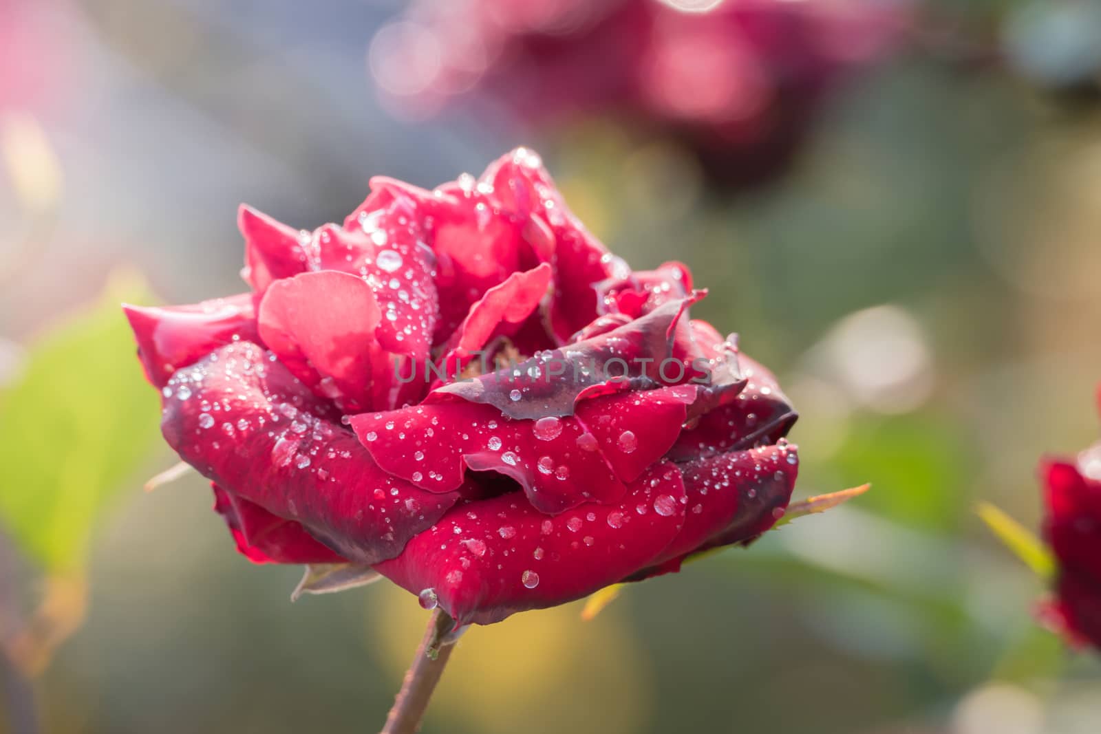 Roses in the garden, Roses are beautiful with a beautiful sunny day.