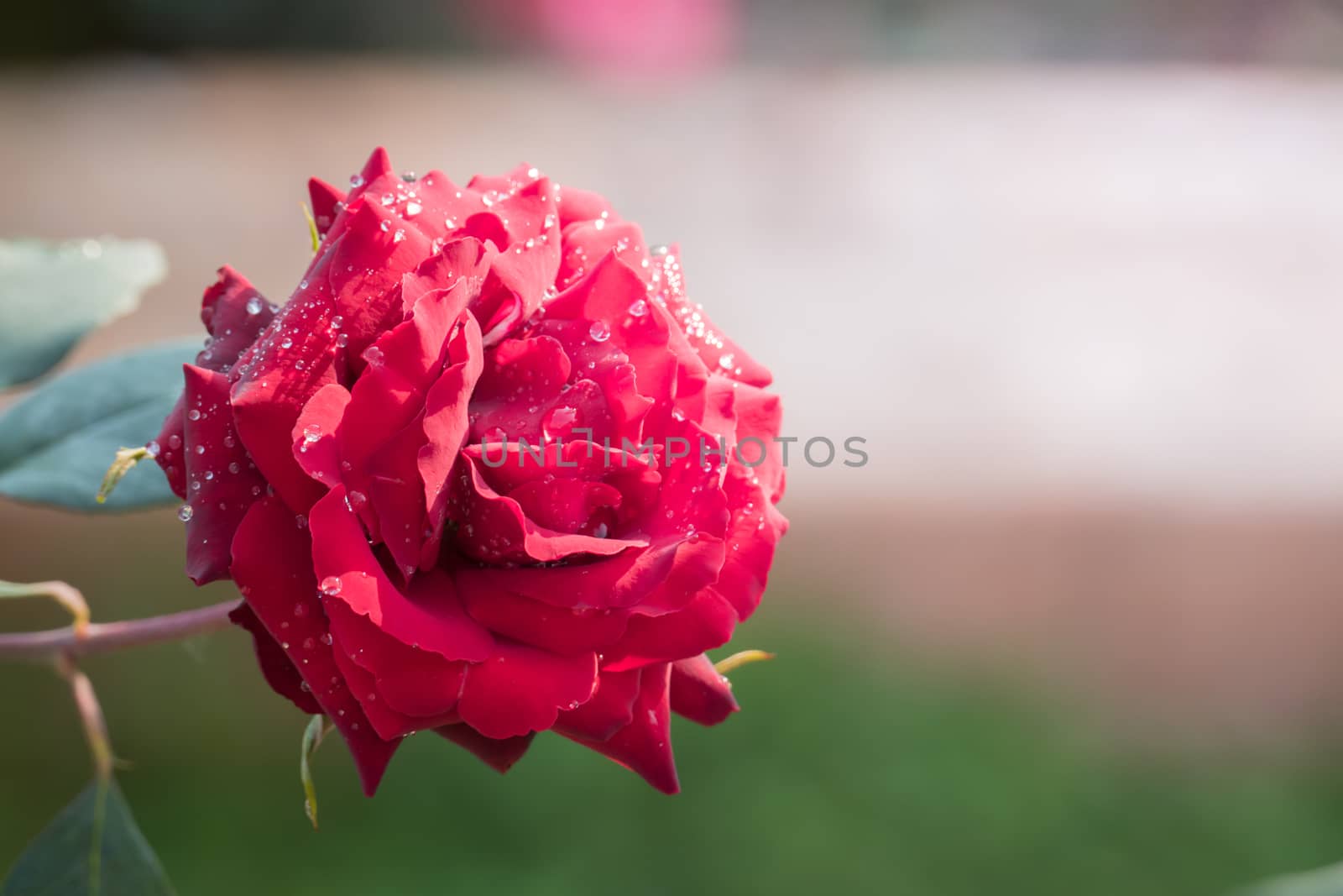 Roses in the garden, Roses are beautiful with a beautiful sunny day.