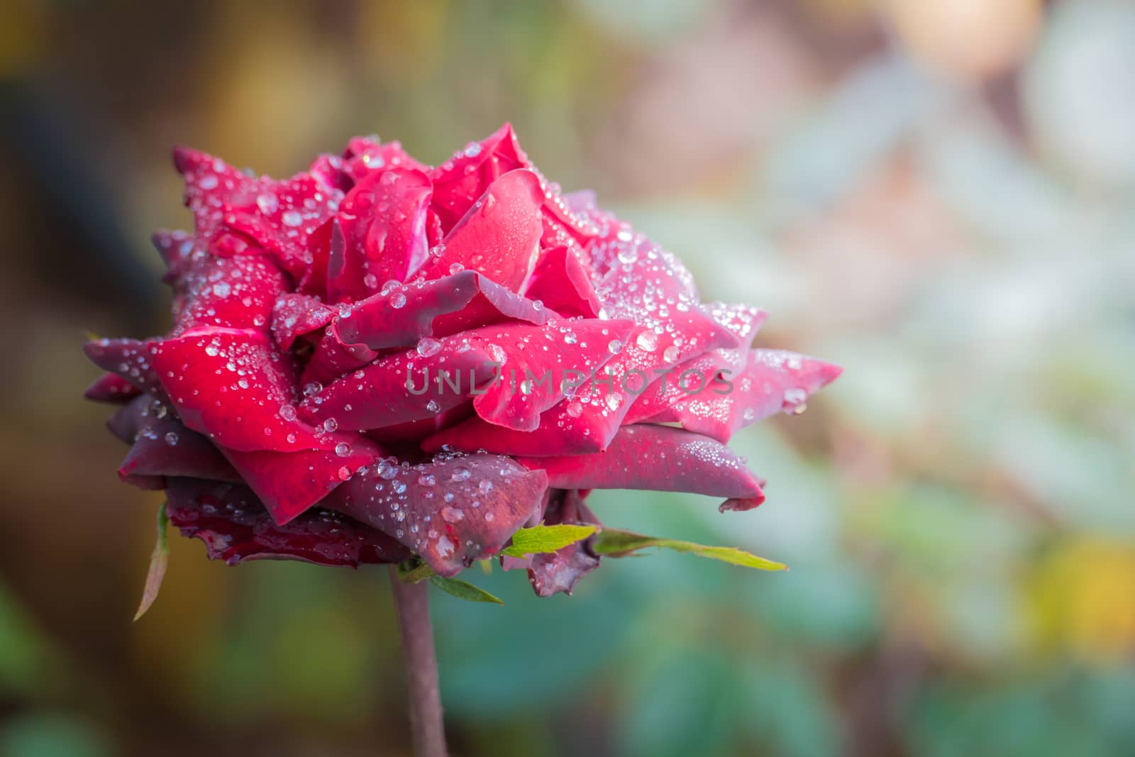 Roses in the garden  by teerawit