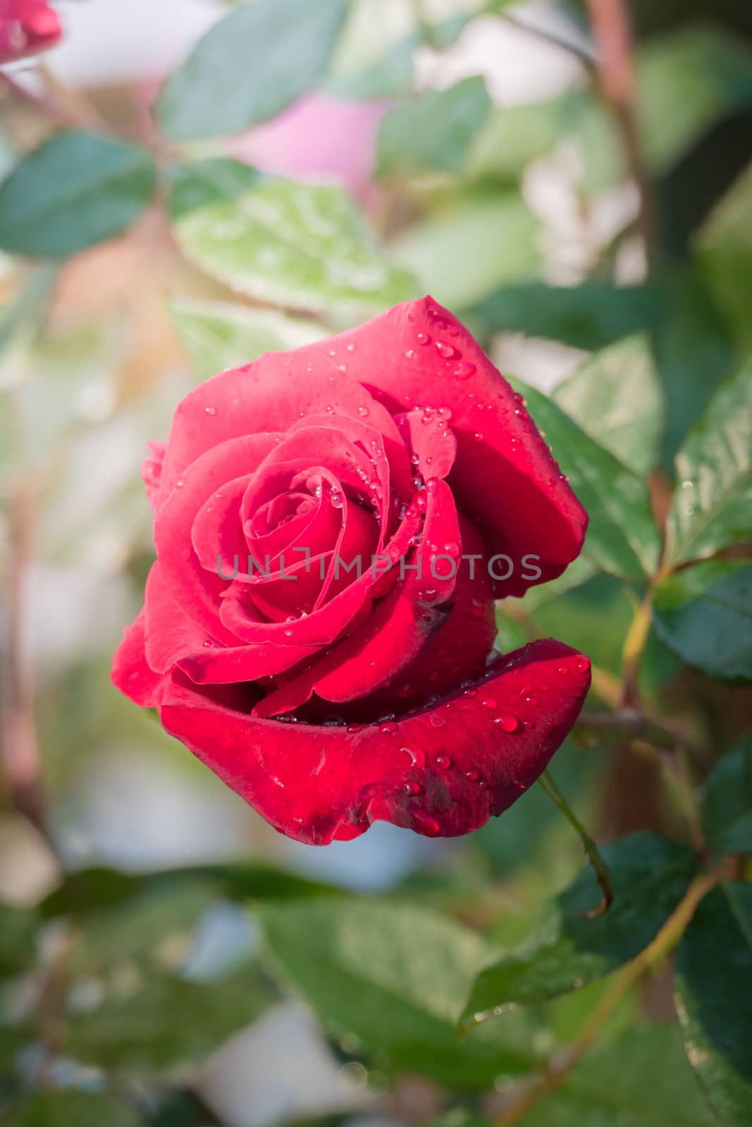 Roses in the garden, Roses are beautiful with a beautiful sunny day.