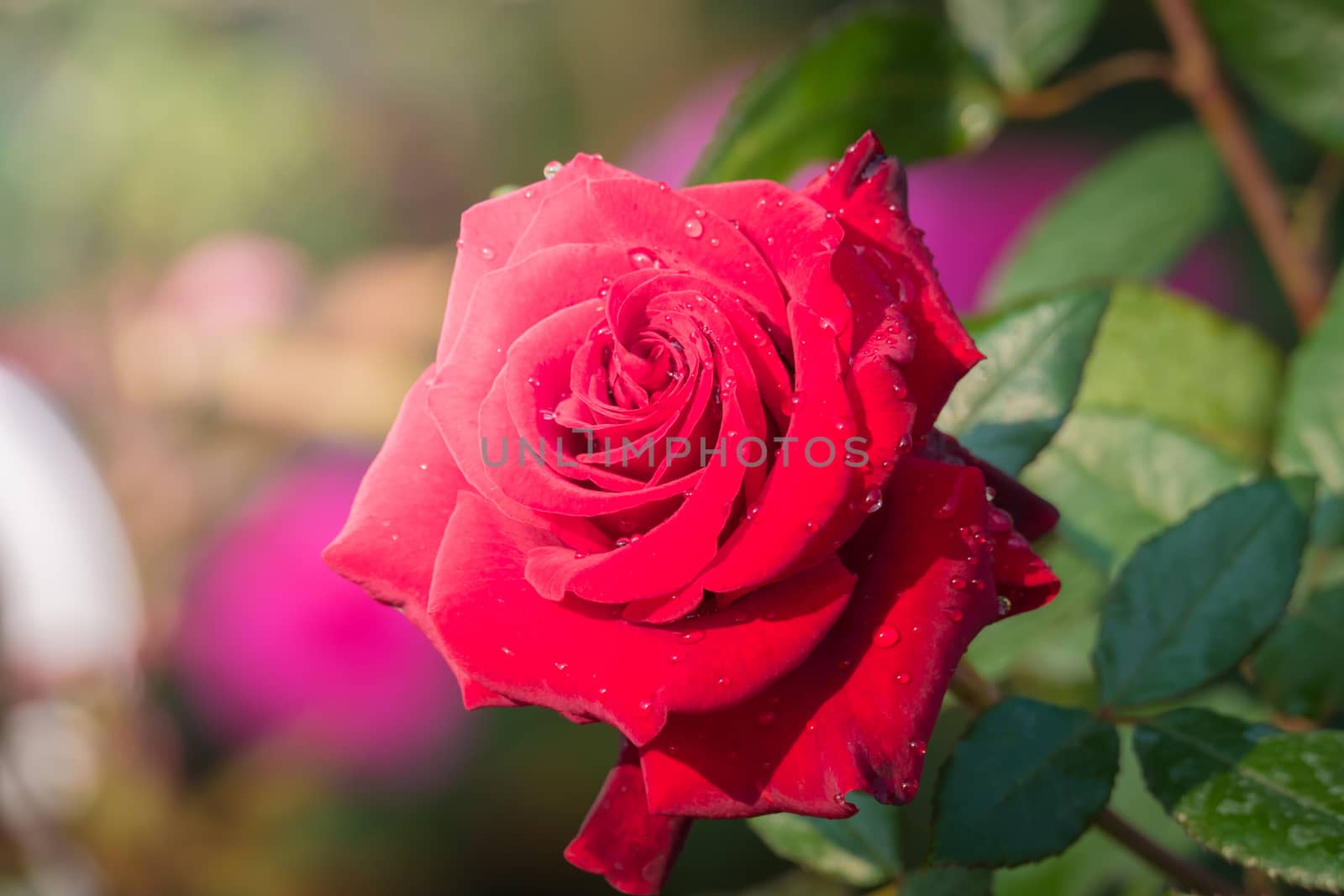 Roses in the garden, Roses are beautiful with a beautiful sunny day.