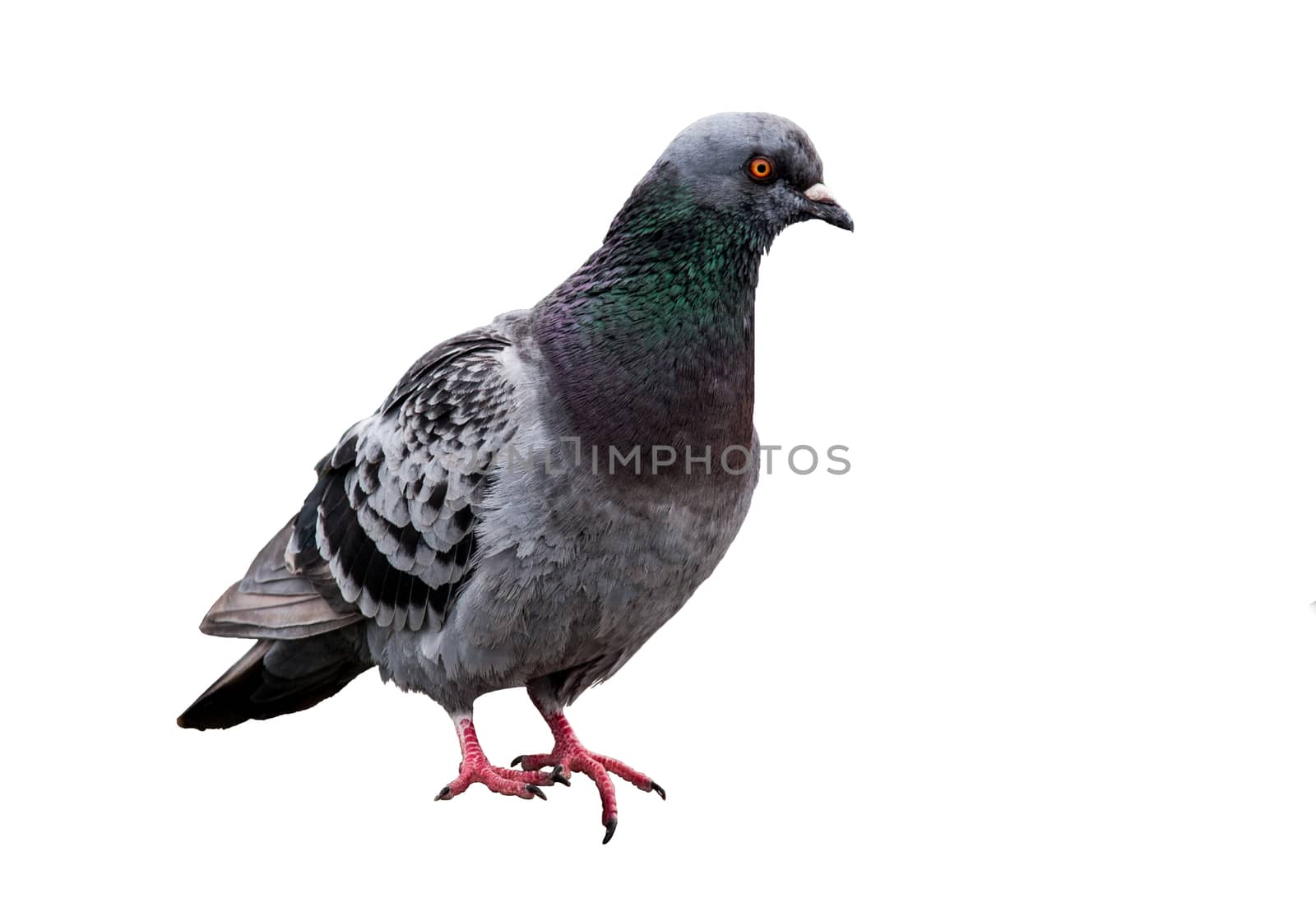 Domestic American Pigeon side view by experiencesnw