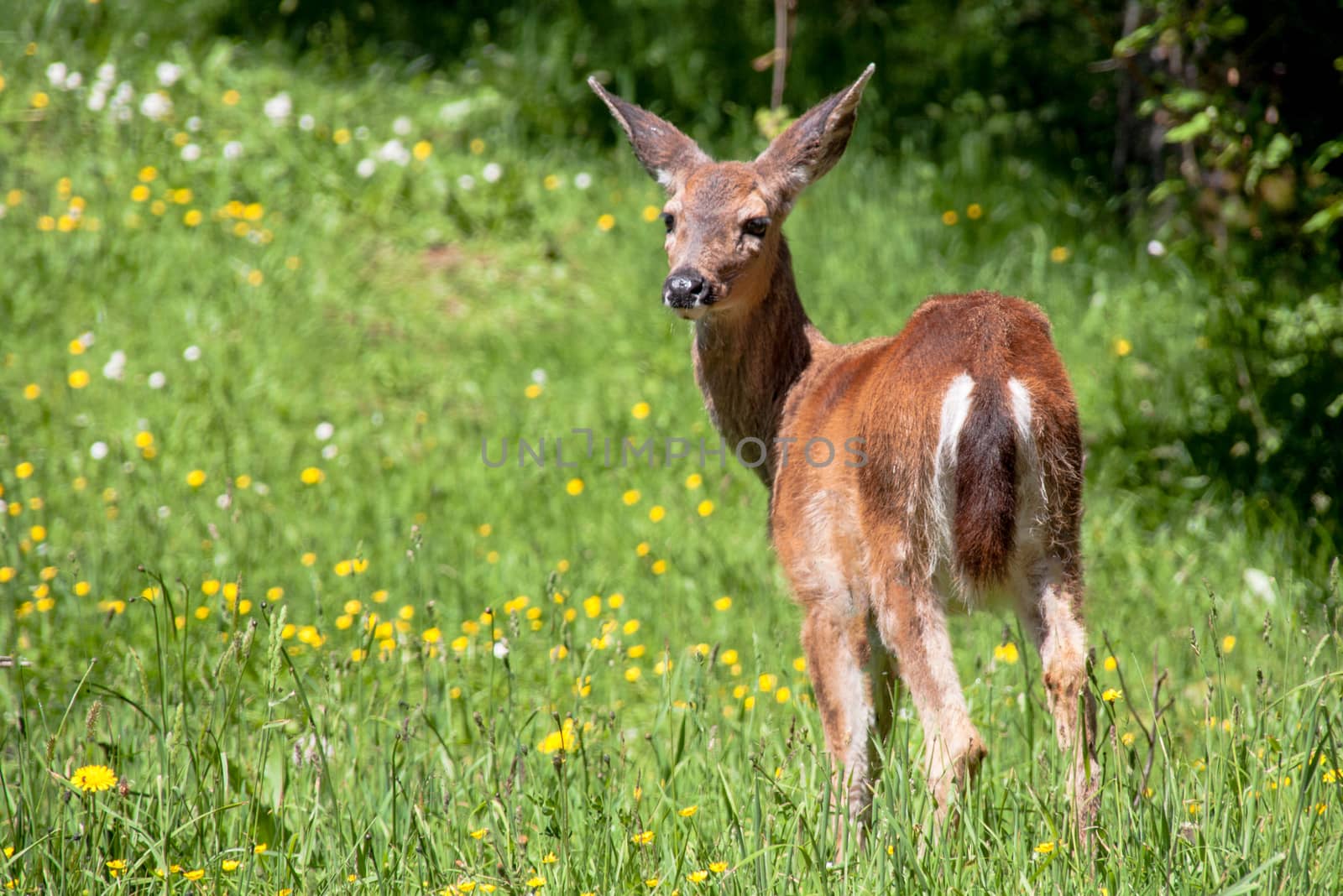 American black tail deer in a grassy field by experiencesnw