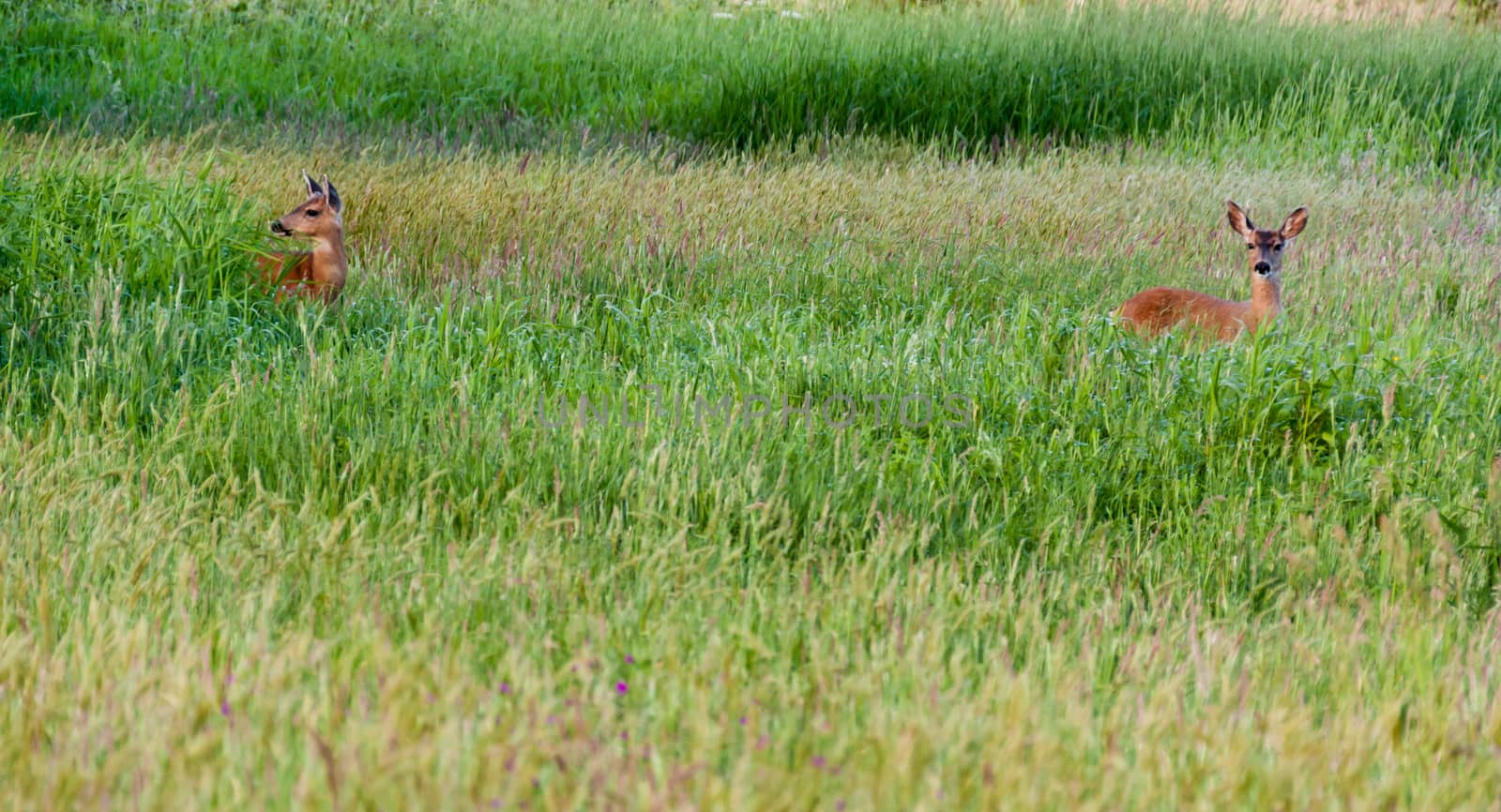 2 american deer in a tall grassy field with various plant life