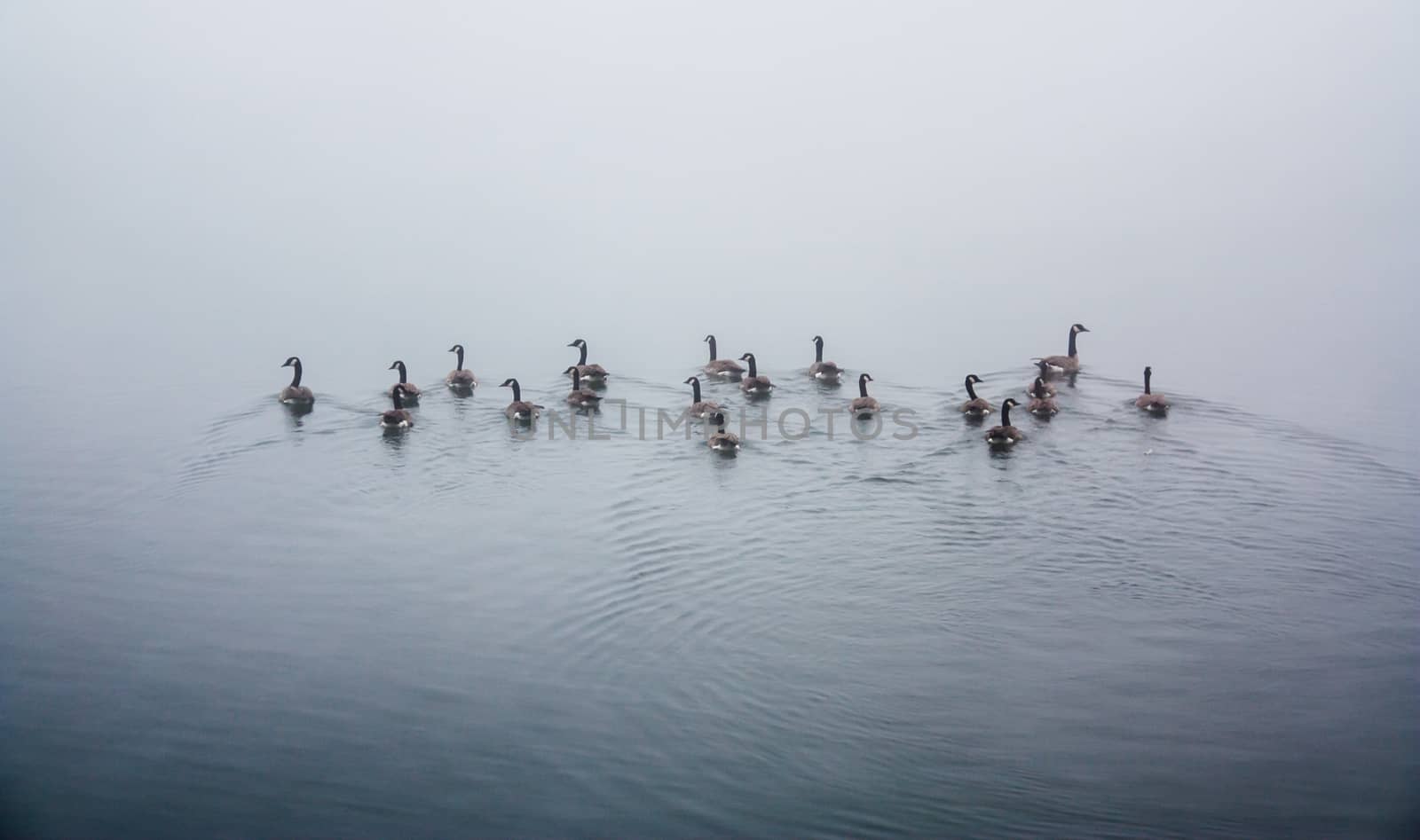 Flocks of ducks swimming away to the distance by experiencesnw