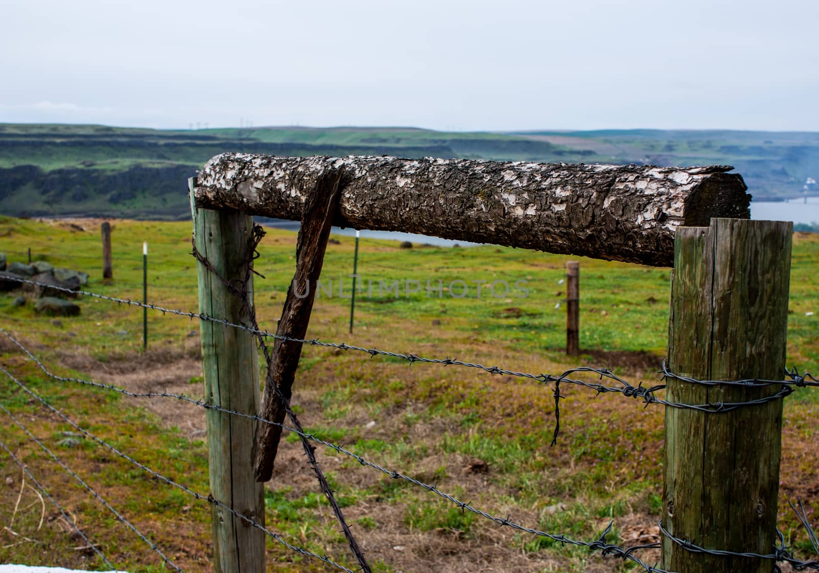 Old wood tree branch gate on a farm by experiencesnw