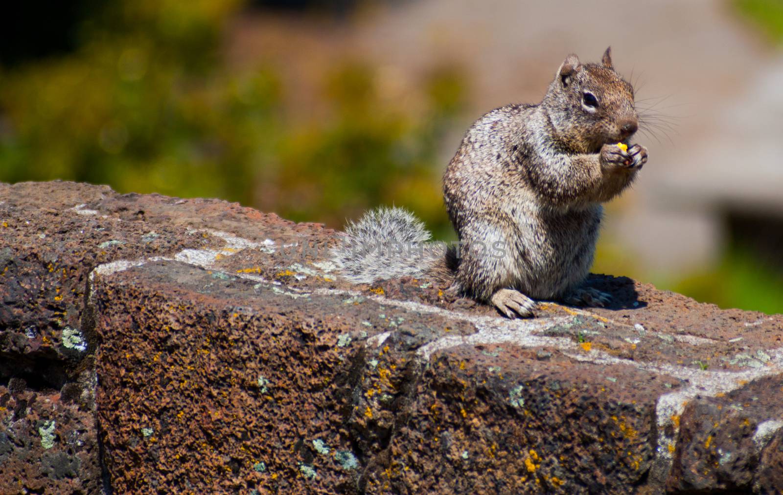 Squirrel eating a nut on a rock fence by experiencesnw