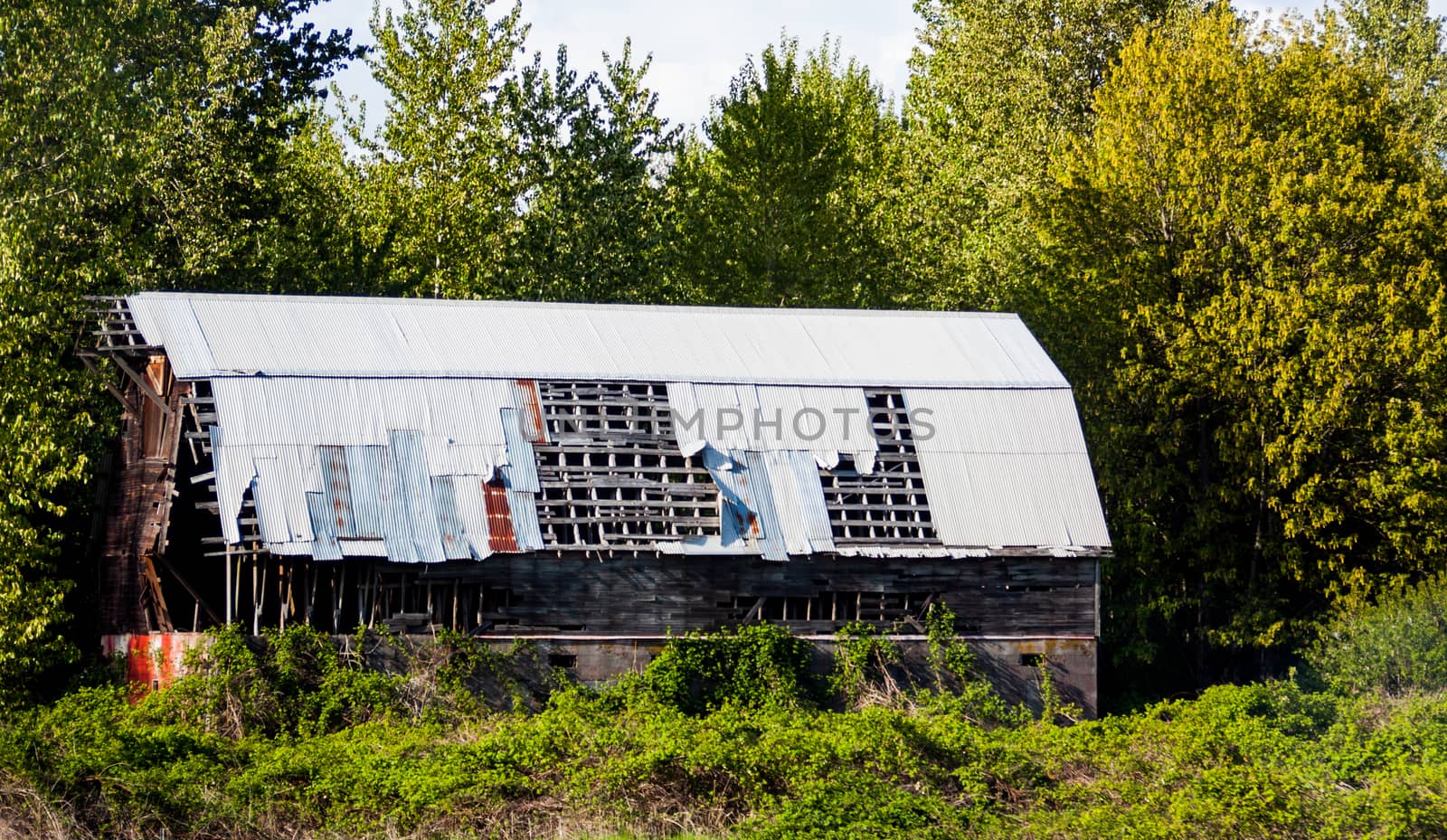 Abandoned barn with steel roof overgrown by experiencesnw