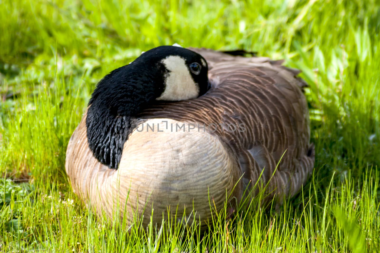 Canada Goose sitting on tall green grass with bill tucked under feathers