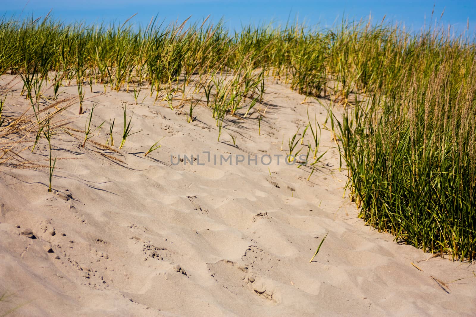 Sandy beach dune on a green grass line with a blue sky