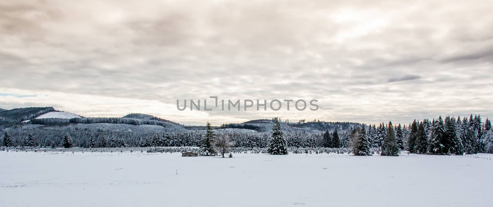 Snowy landscape field with a treeline by experiencesnw