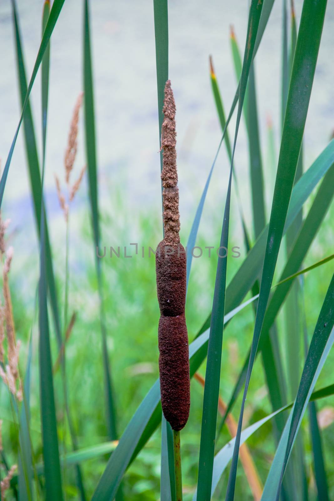 Single Cat Tail in a lush tall green grassy field by experiencesnw