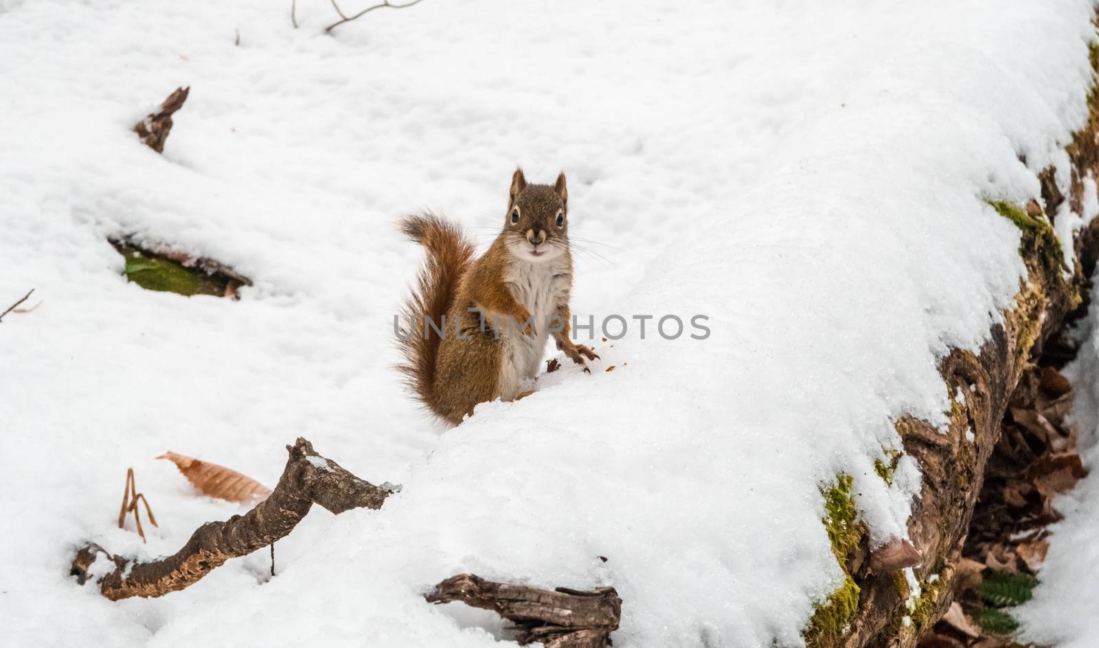 Canadian red squirrel looking directly at the camera while eating on a dead tree trunk covered with snow in winter.