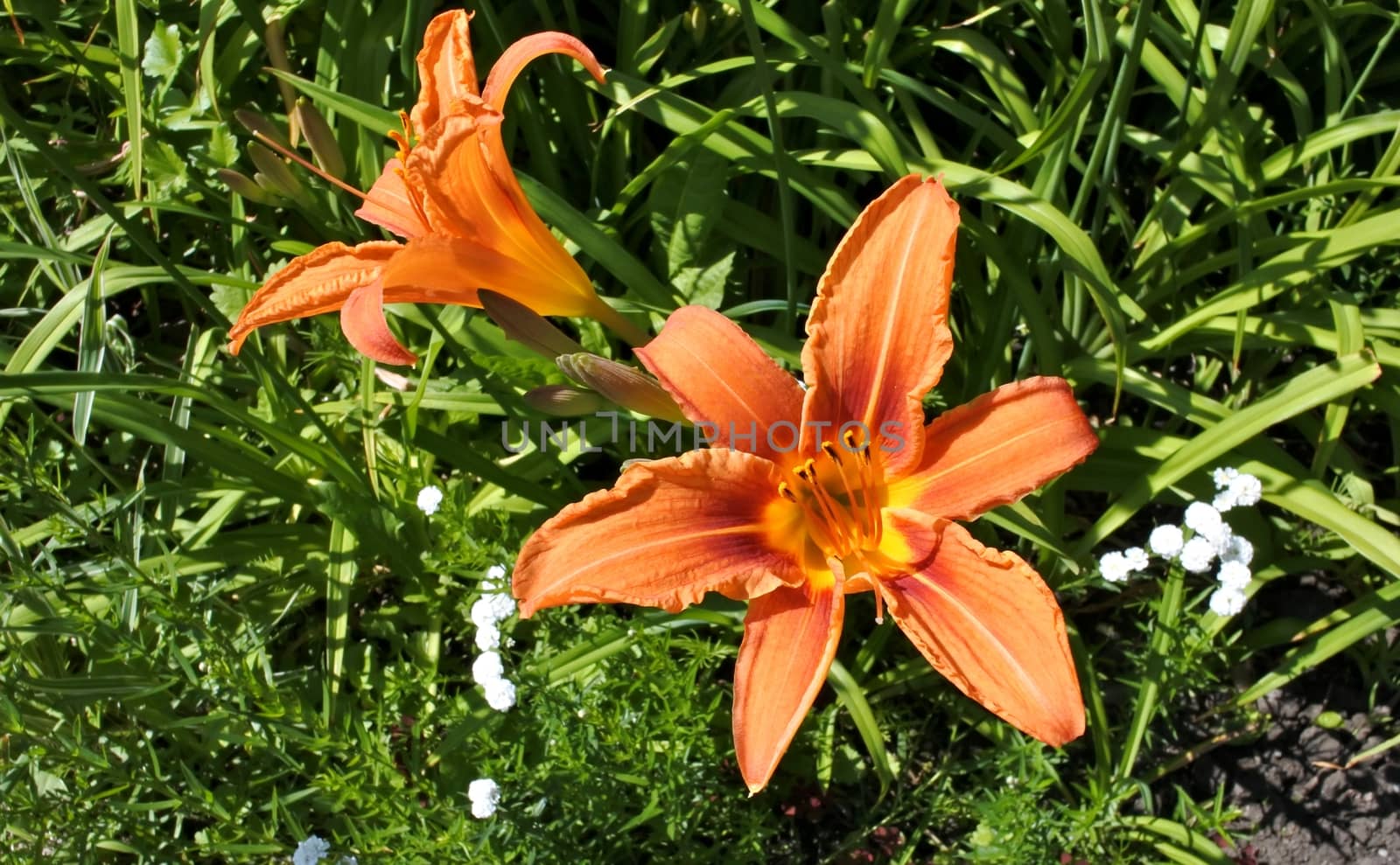 soft orange Lilys by valerypetr