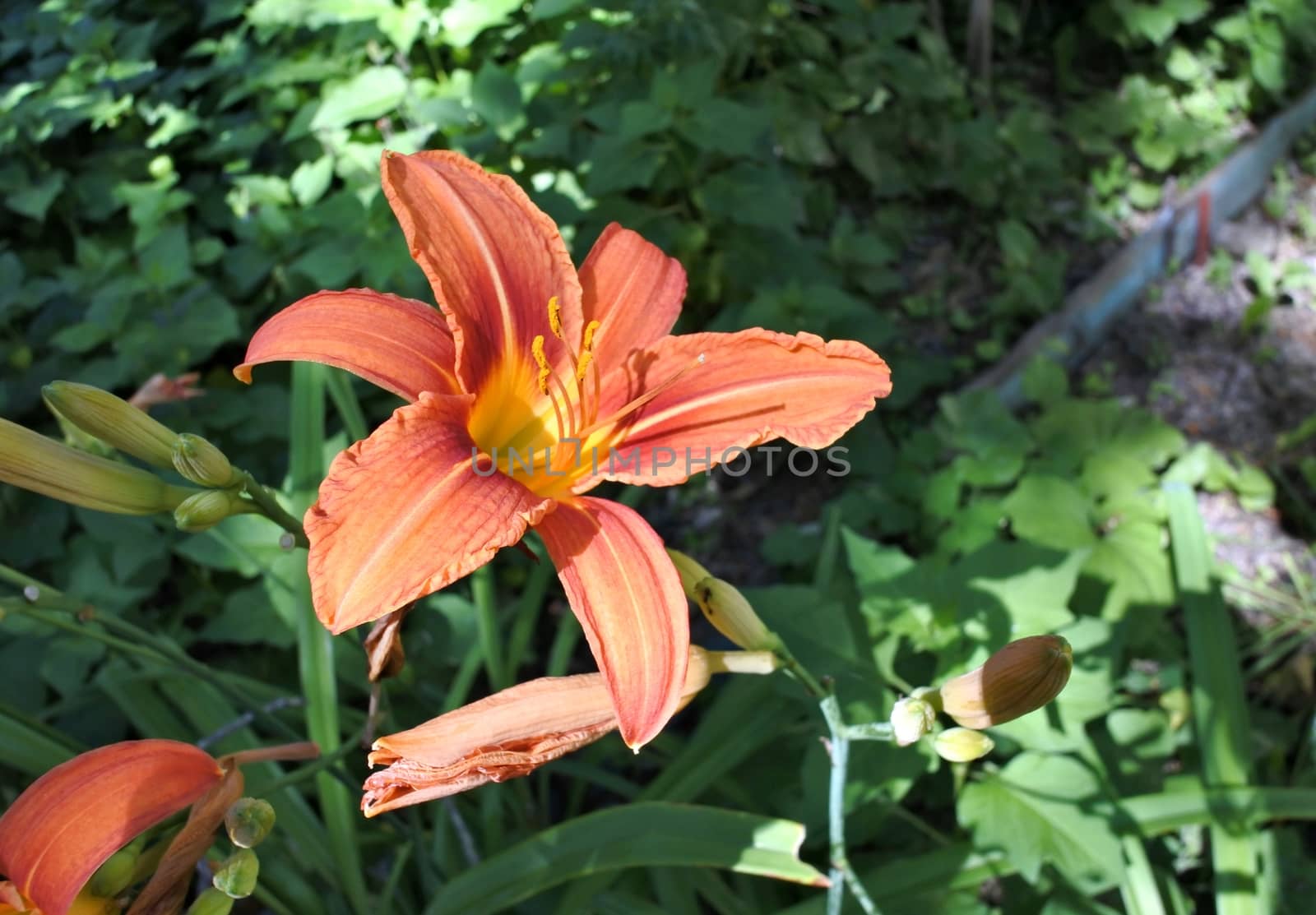 soft orange Lily on green background in sunny light