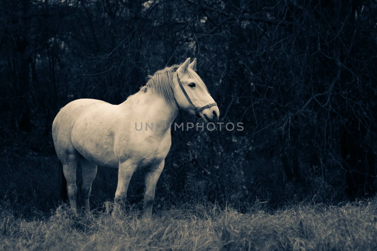 A white horse on a field