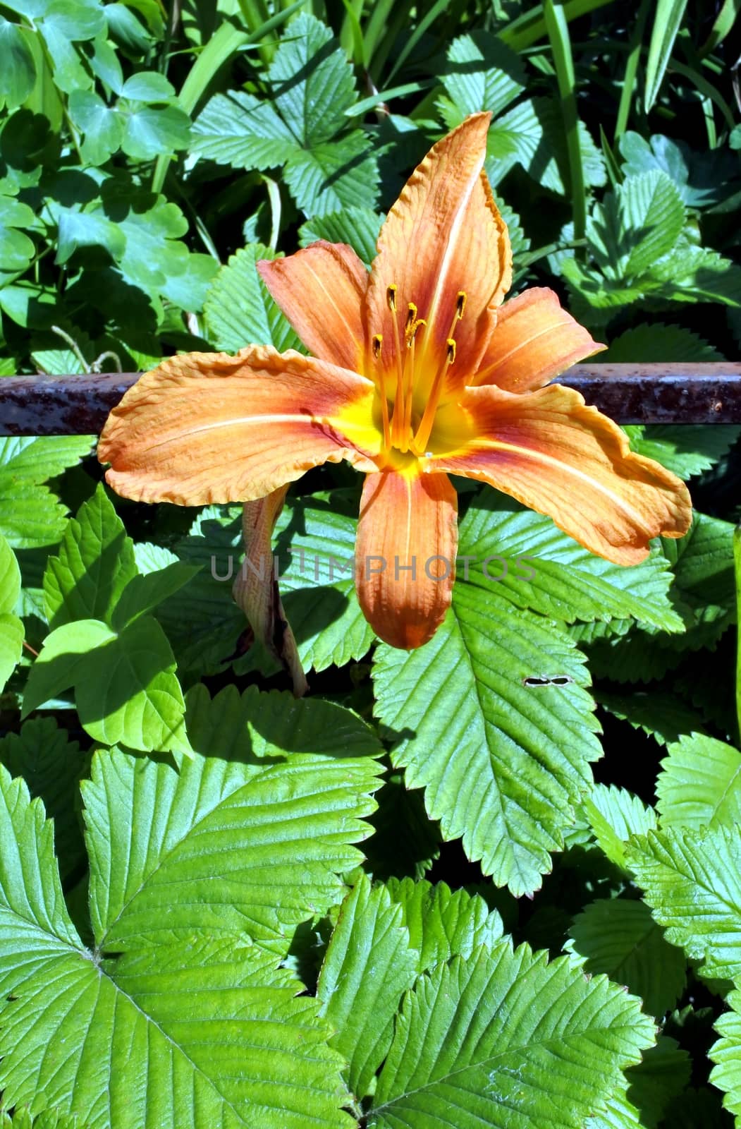 soft orange Lily on green background in sunny light