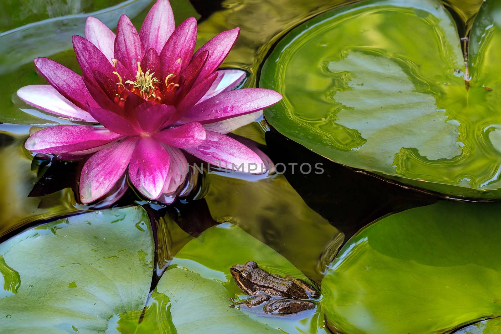 Pacfic Tree Frog Sitting on Water Lily Pad by Pink Flower in Garden backyard pond