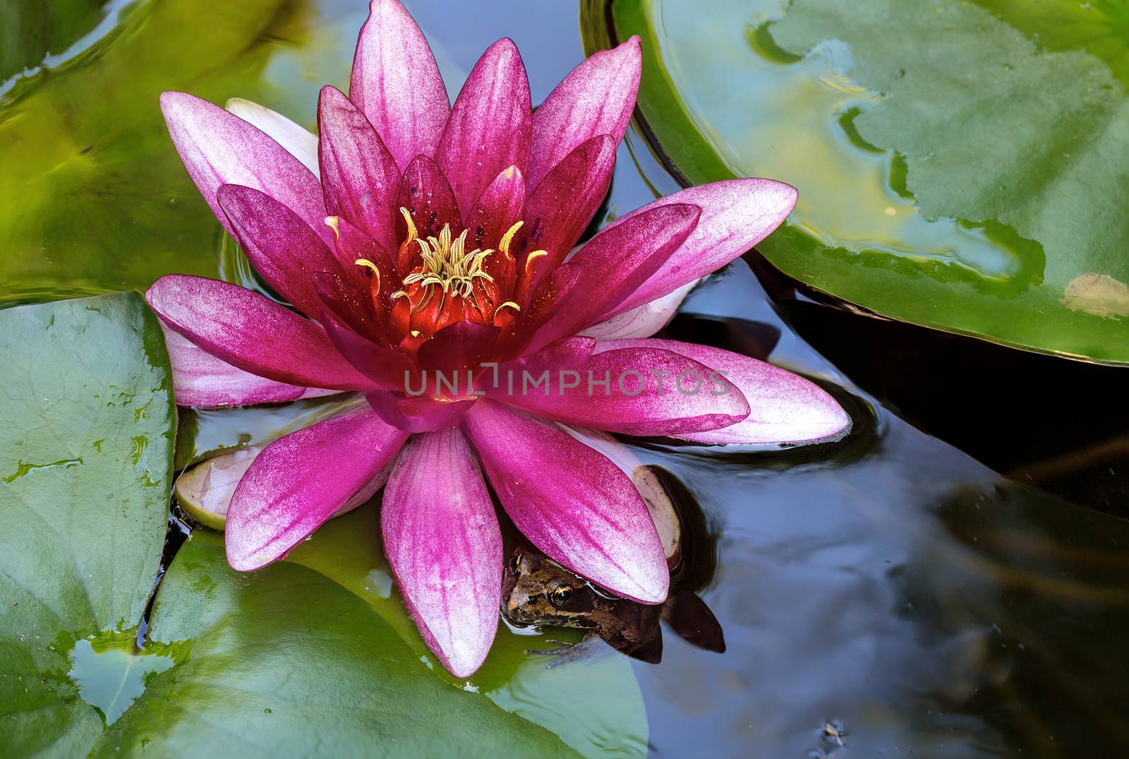 Pacific Tree Frog hiding under pink Water Lily flower in backyard garden pond closeup