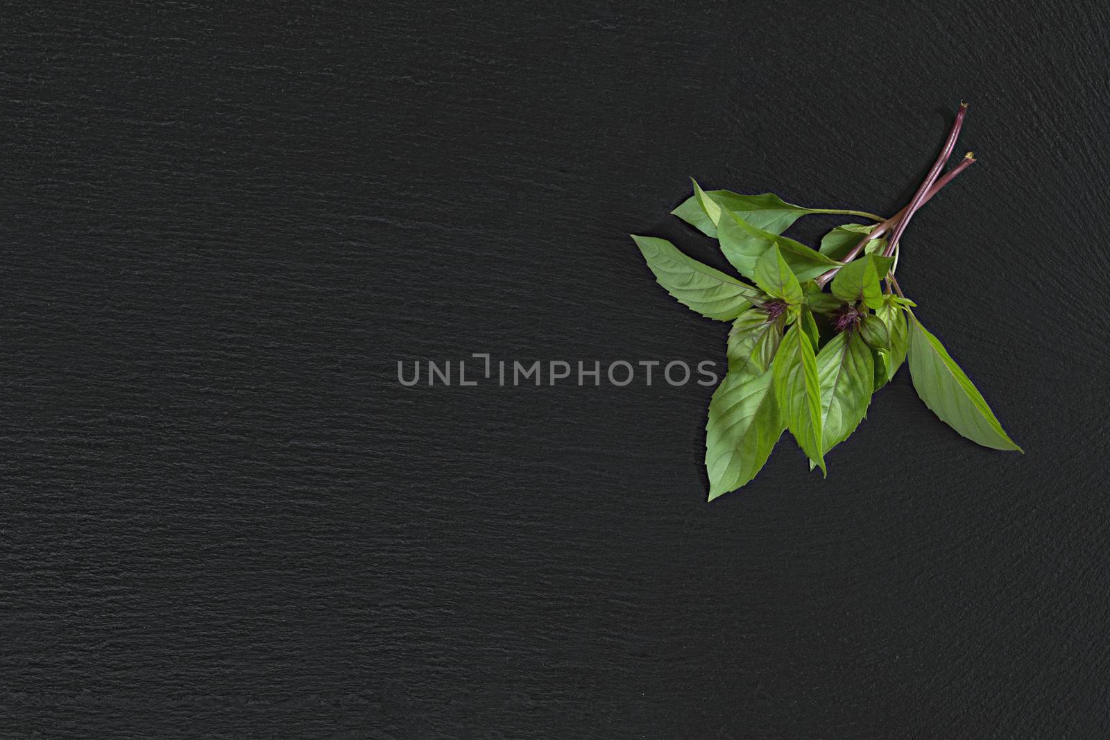 Fresh raw green two branch of basil on black stone surface. Top view, copy space.