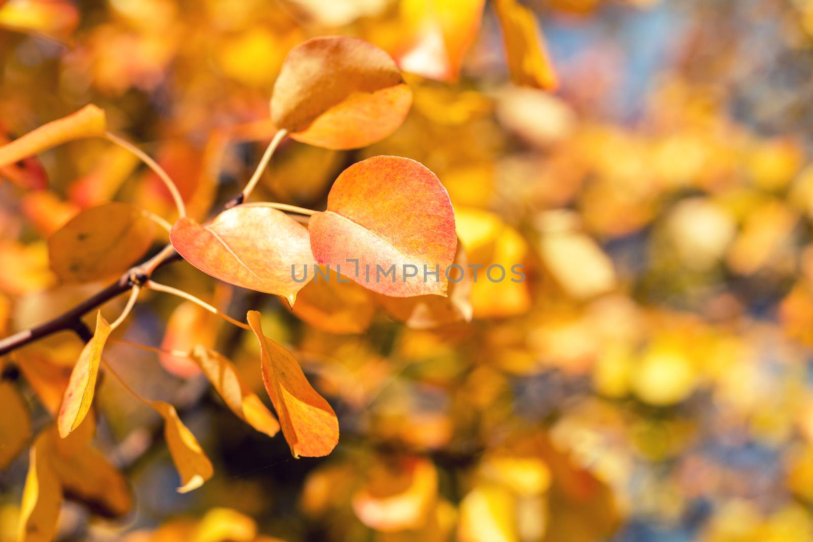 Branch pear with red yellow foliage, autumn leaves on blue sky background at fall time. Coloring and processing photo. Toned. Shallow depth of field