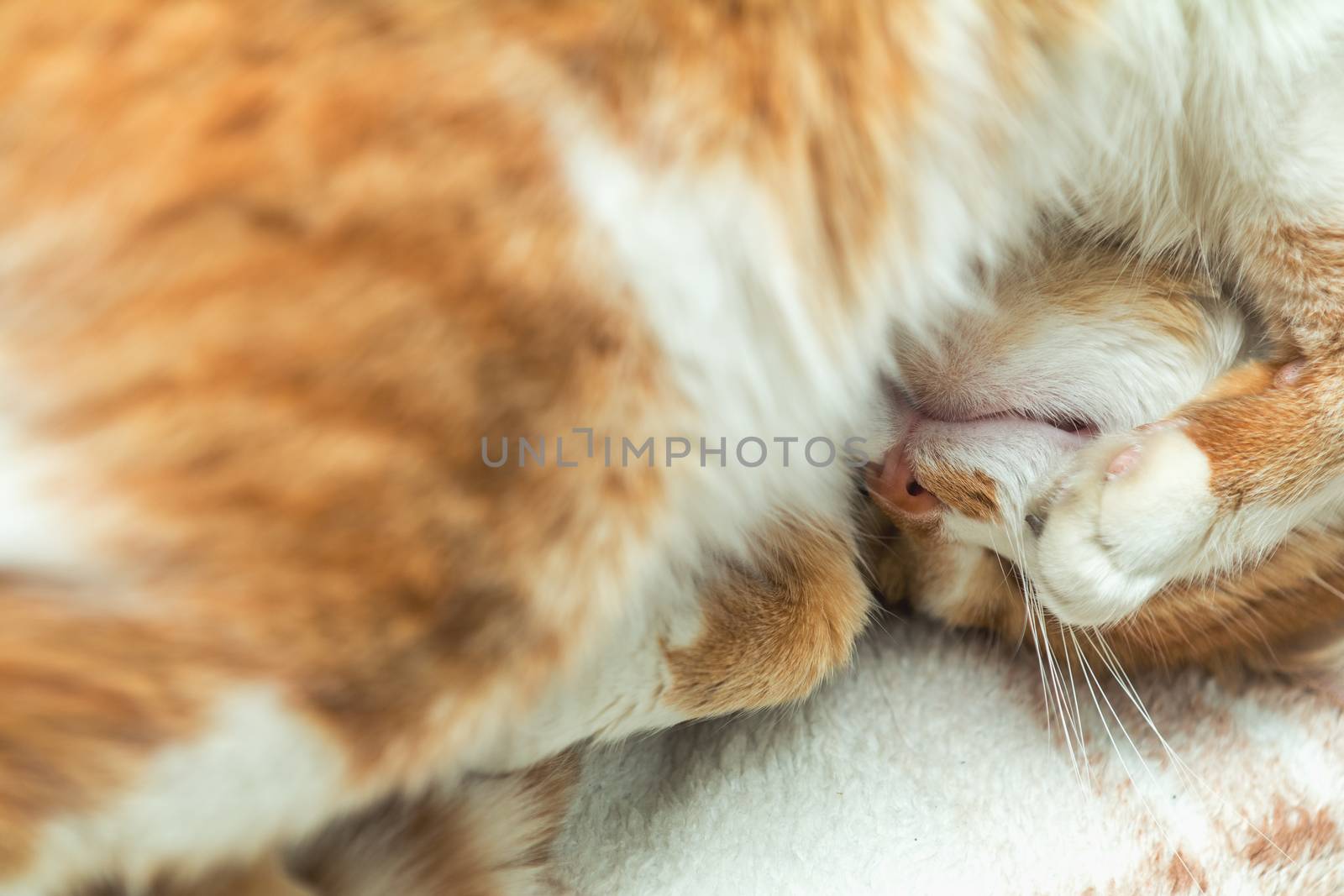 Cute funny red-white cat on the windowsill, close up with blur and select focus background. Shallow depth of field.