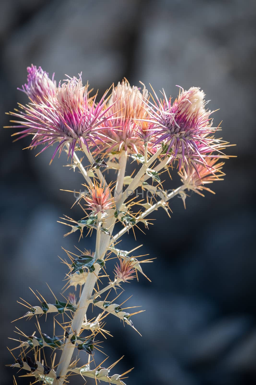 Seedhead of the Milk Thistle, (Silybum marianum)