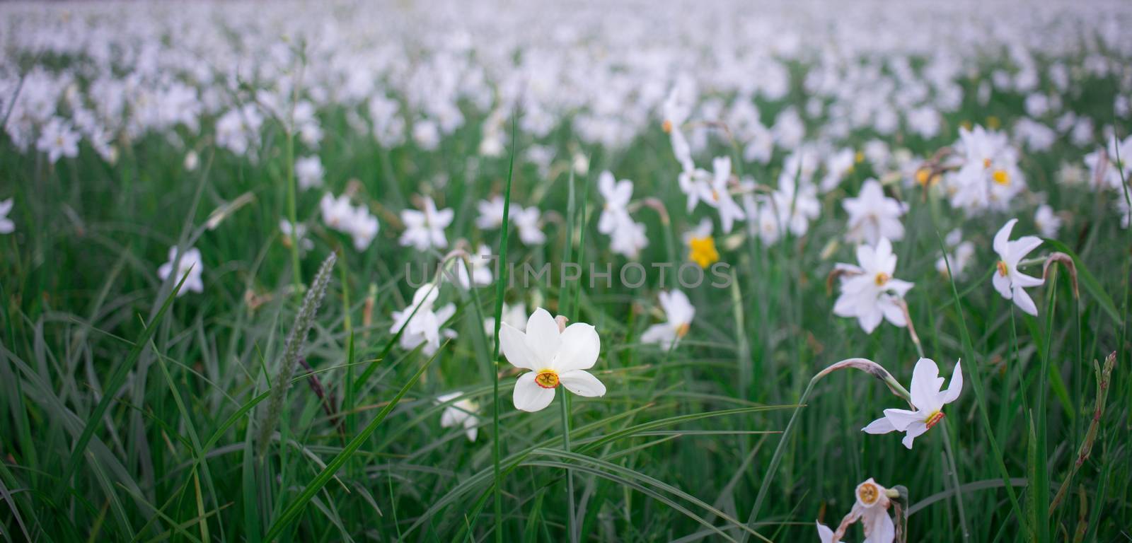 Close up of wild white narcissuses flowering on green spring meadow field in natural park