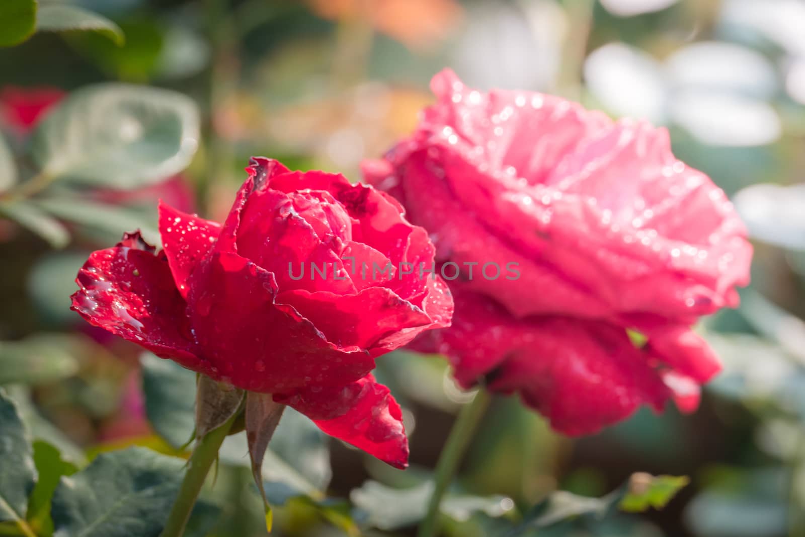 Roses in the garden, Roses are beautiful with a beautiful sunny day.