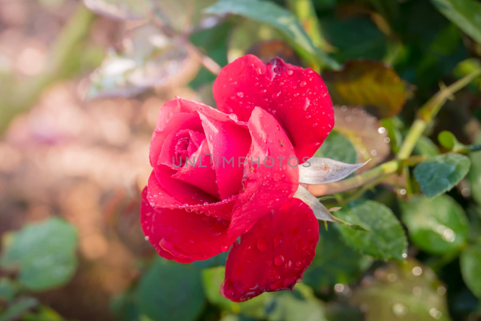 Roses in the garden, Roses are beautiful with a beautiful sunny day.