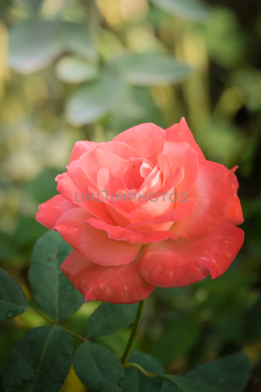 Roses in the garden, Roses are beautiful with a beautiful sunny day.